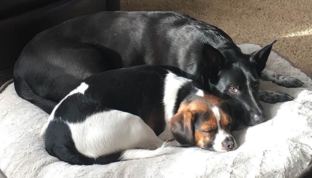 Amy Goetz's dogs lie on their bed.