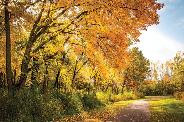 Sunlight streams through the changing leaves of the trees at Ojibway Park.