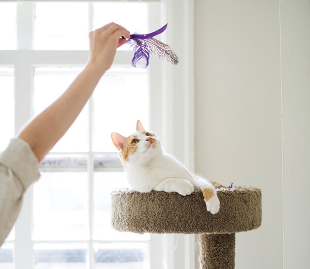 How to Make Your Cat Happy and Healthy A happy, healthy cat perched on a scratching post plays with a cat toy