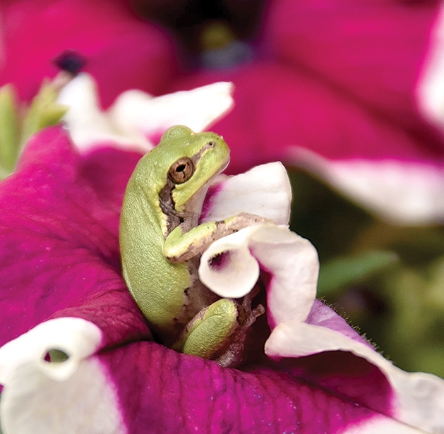 A green fog rests in the middle of a pink flower.