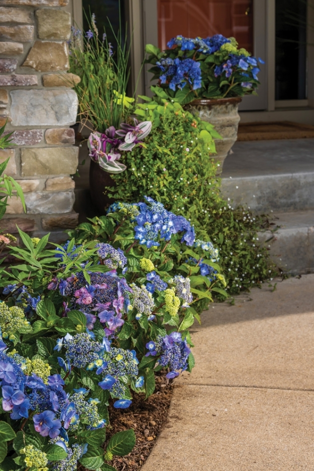 Blue Pop Star Hydrangea