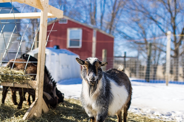 Gardening Goats