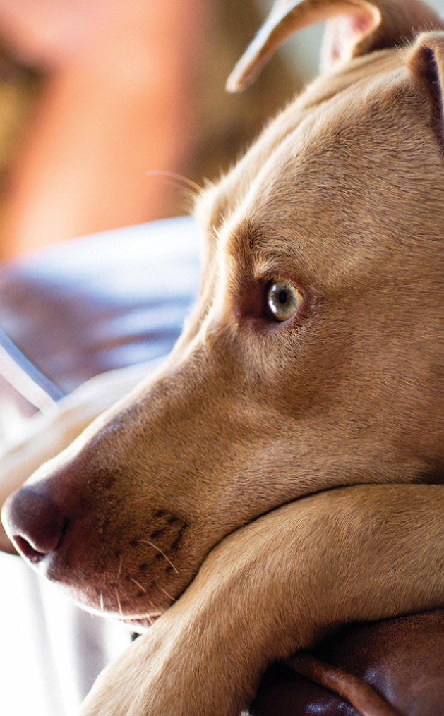 "Watchdog" by Chris Dummer, pet photo, dog photo