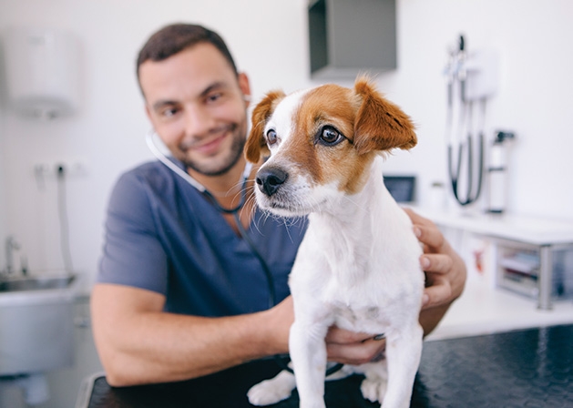 A vet gives a dog a physical during flea and tick season.