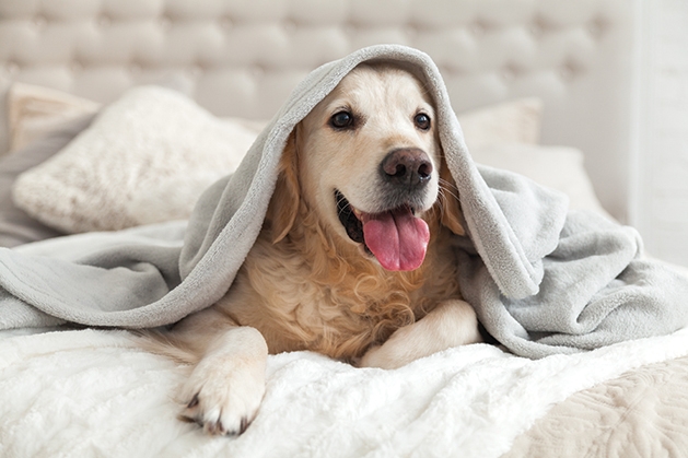 Happy dog with blanket