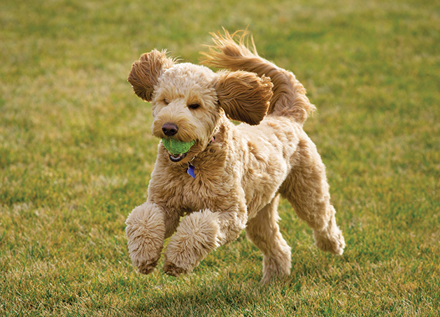 A labradoodle runs with a ball.