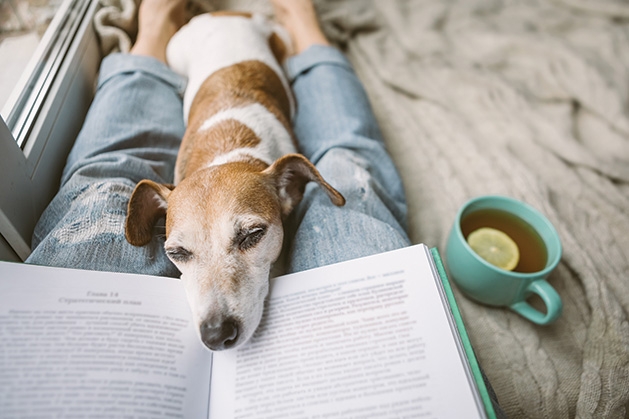 A dog relaxes on their owner's lap while the owner reads.