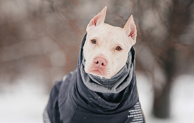 Dog ready for the snow.