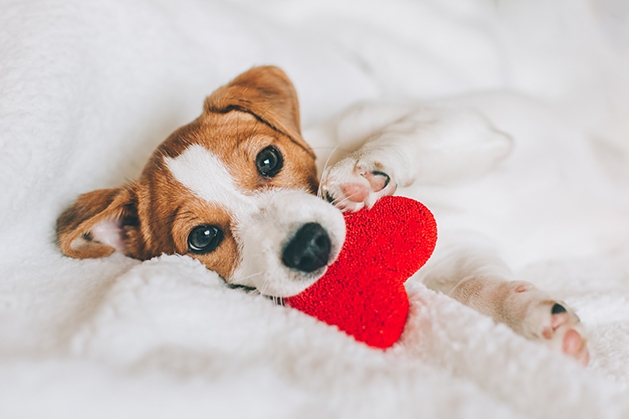 Puppy playing with heart-shaped toy