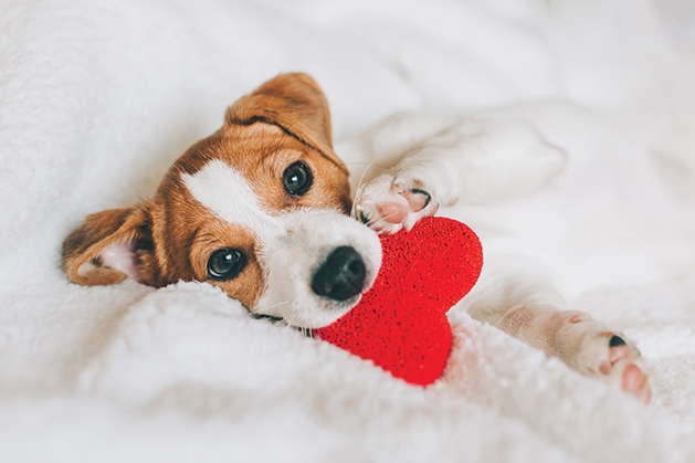 puppy with toy puppy with toy