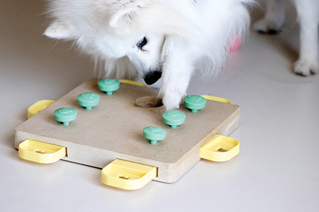 dog treat puzzle