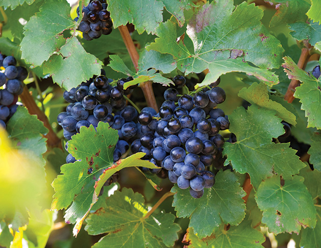 A bunch of grenache (or garnacha) grapes hang on the vine.