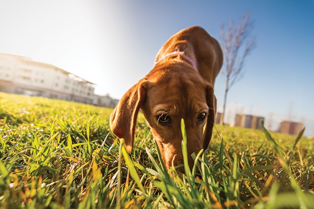 dog sniffing the grass