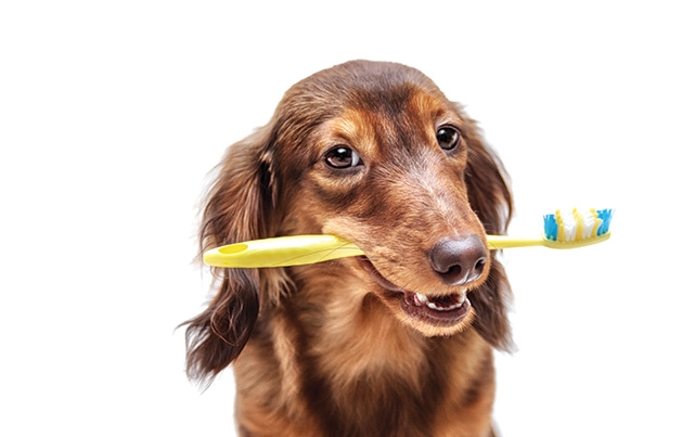 A brown dog holds a yellow toothbrush in its mouth.