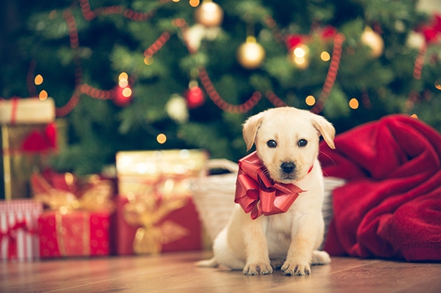 A new puppy sits under a Christmas tree.