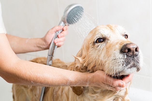 A dog gets a bath. How often you should bathe your dog depends on your groomer and your pocketbook.