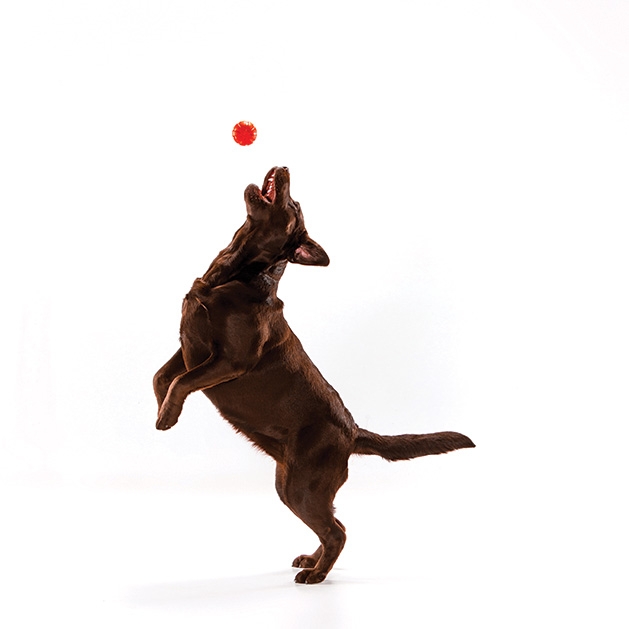 A dog leaps to catch a ball.