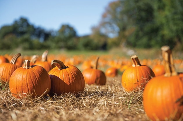 Pumpkins in a pumpkin patch.