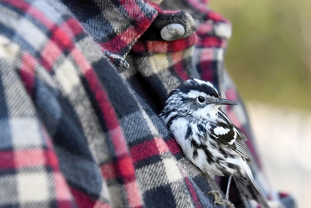 A man holds a recovering warbler close to his chest.