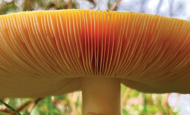 Markgrafs Mushroom by Baylie DeLong