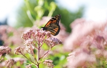 Earth Day - Butterfly