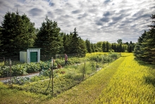 vegetable garden