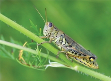 A grasshopper on a plant.