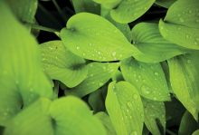 Dew hangs on a bright green plant.