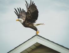 A bald eagle takes off from a rooftop.