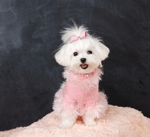 Paula Thornton's maltese models a pink dog sweater she knitted.