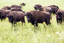 Bison at the Belwin Conservancy