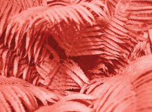 Palm leaves colored in the Pantone Color of the Year, Living Coral