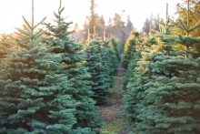 A row of Christmas trees at a Christmas tree farm in Woodbury