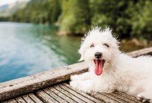 A dog on a dock. Summer pet safety tips help your pup stay cool in warm weather.