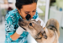 A veterinarian examines a dog. Dogs need annual check-ups just as humans do.