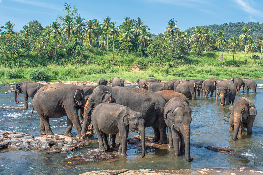 Elephants at a watering hole photographed by Nancy Berg.