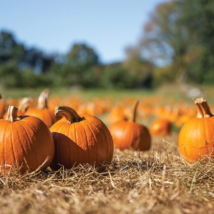 Pumpkin Field