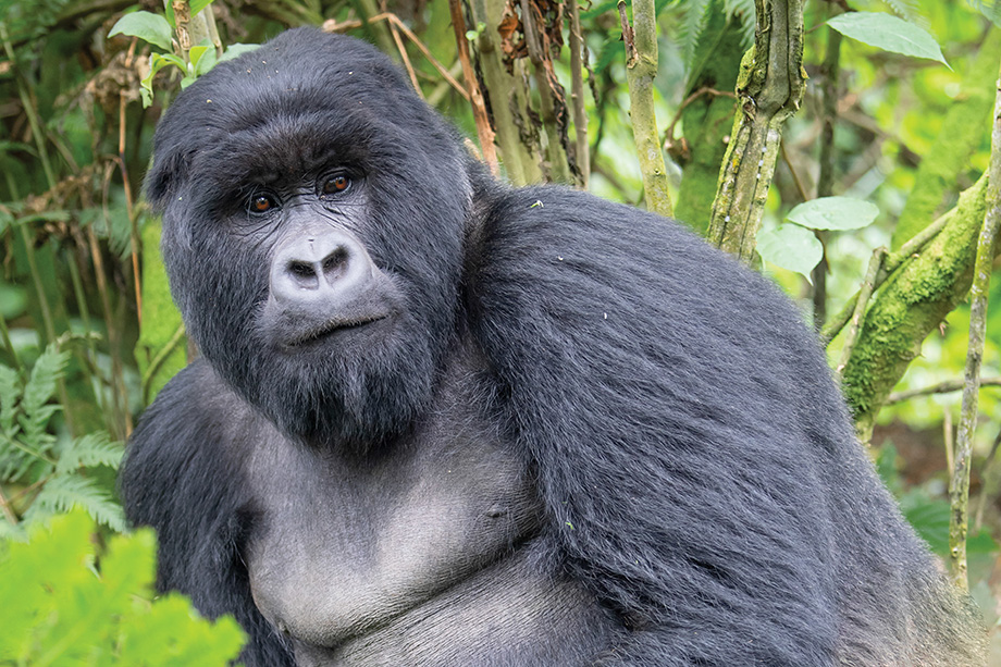 Silverback Gorilla photographed by Nancy Berg .