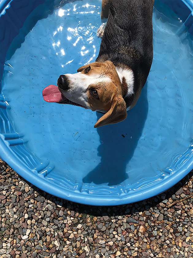A dog in a pool.