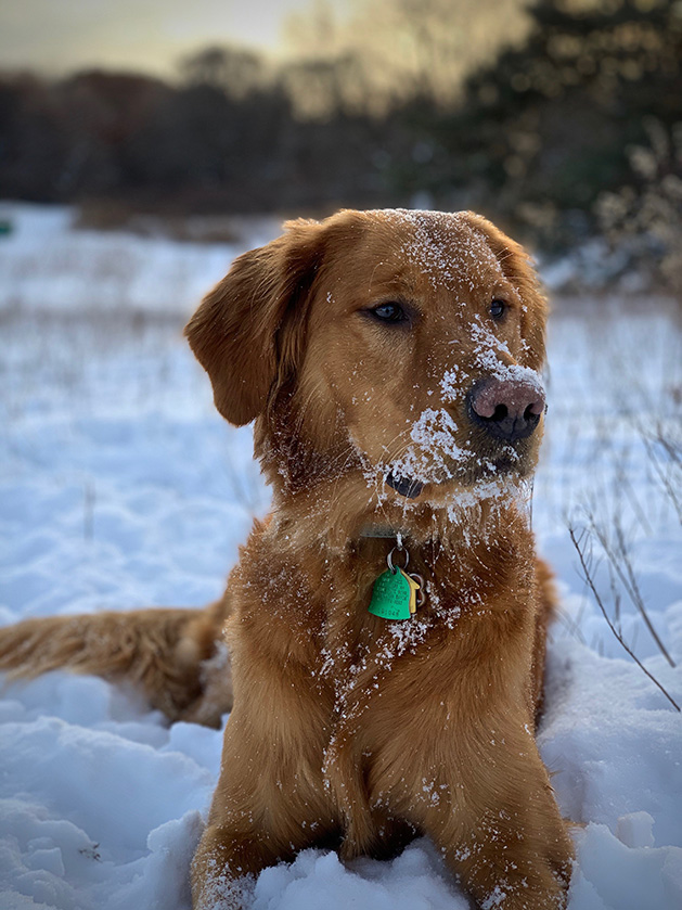 A dog sits in the snow.