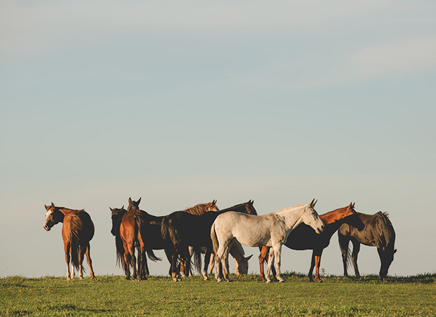 True North Ranch