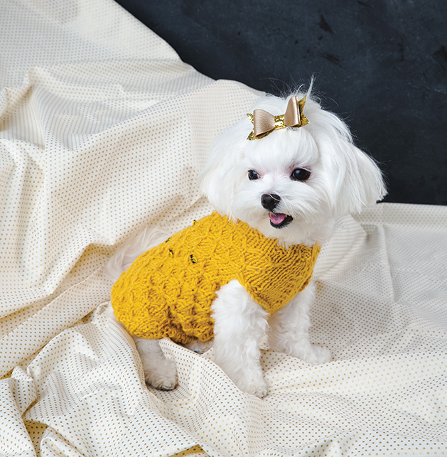 A dog wearing a knit yellow sweater. 