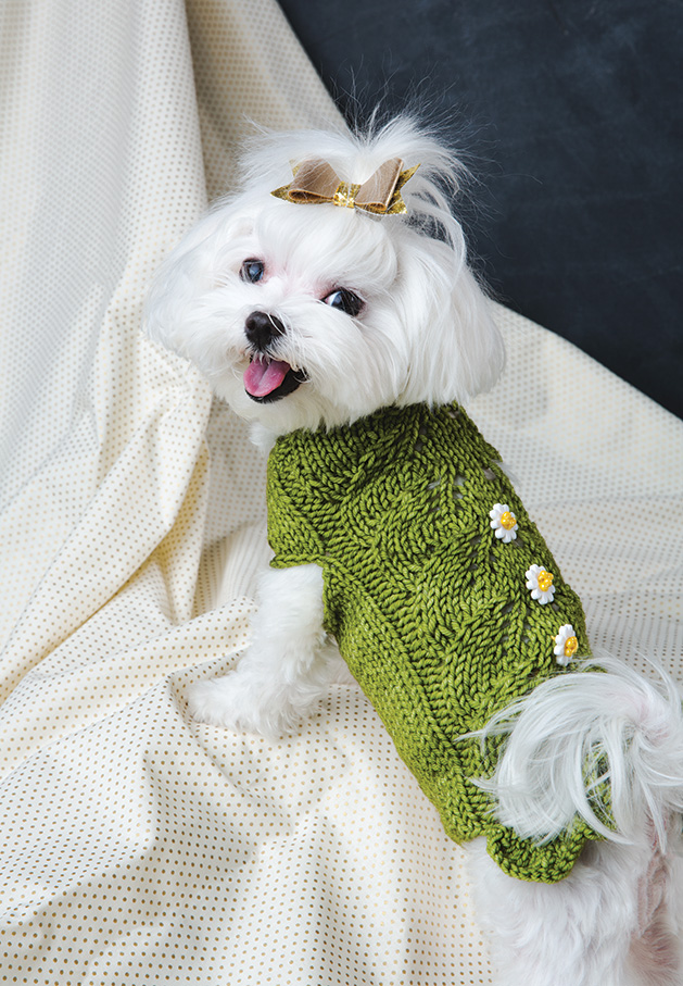 A dog wearing a knit green sweater.