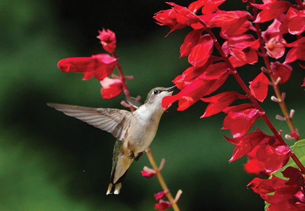 A hummingbird hovers near some red flowers.