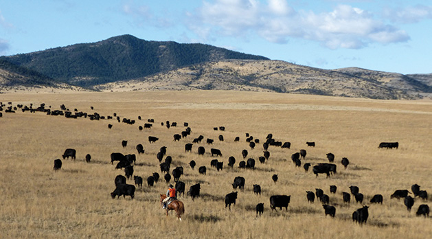 Mulvey Gulch Ranch, where Jerry's Foods grows its grass-fed cattle