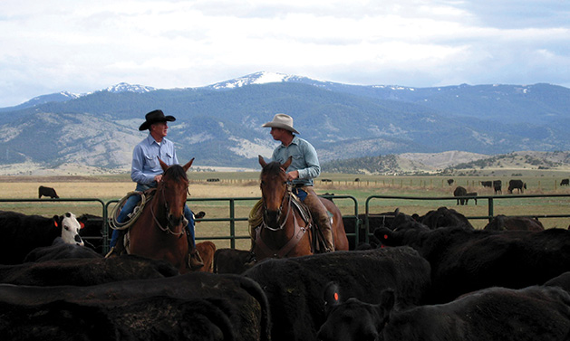 Two ranchers rustle cattle at Mulvey Gulch Ranch, where Jerry's Foods grows its grass-fed cattle.